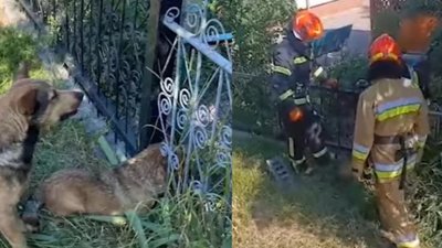 На Хмельниччині рятувальники врятували собаку з металевої пастки