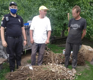 В одному з домогосподарств на Сокальщині поліція виявила плантацію снодійного маку (фото)