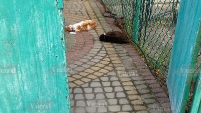 У Львові підприємцю підкинули мертвих тварин з іменами його дітей (ФОТО)