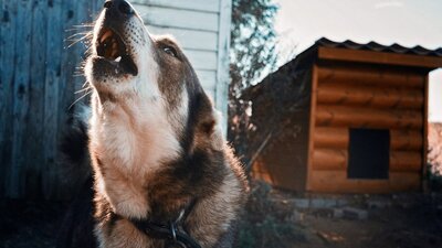 На Львівщині село пішло на карантин через сказ у домашньої собаки