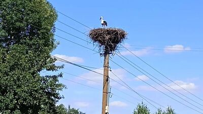 Чули шум мотоциклу, сміх, а потім - постріли: на Хмельниччині розстріляли гніздо лелек (ФОТО)