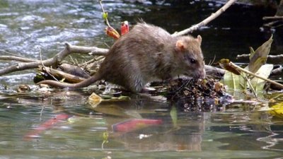 Рибалка з Львівщини потрапив до лікарні у важкому стані через лептоспіроз