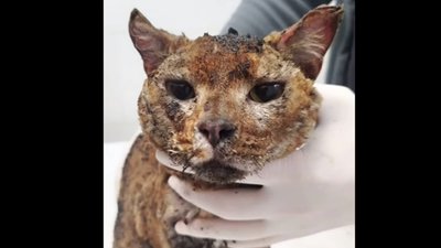 У Києві сьогодні внаслідок влучання дрона загинула  сім’я волонтерів-зоозахисників і п’ять тварин (ВІДЕО)