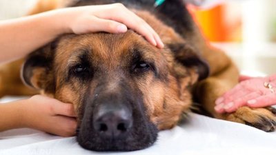 У Луцьку жінка намагалась отруїти безпритульних собак