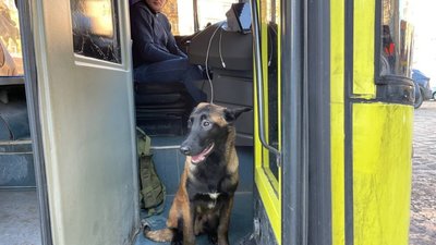 У Львові водій автобуса впустив собаку в кабіну, щоб той зігрівся (ВІДЕО)