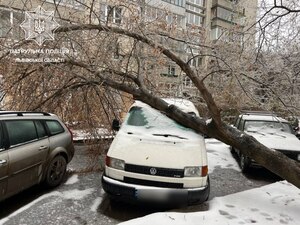 Увага! На трьох вулицях Львова ускладнений рух через падіння дерев (ФОТО)