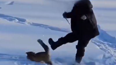 В Україні зростає небезпека зустрічі зі скаженою твариною через значне зростання чисельності лисиць та вовків