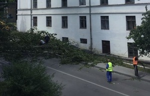 Негода та сильний вітер повалили понад 20 дерев у місті