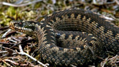 Змія покусала киянина в селі на Львівщині