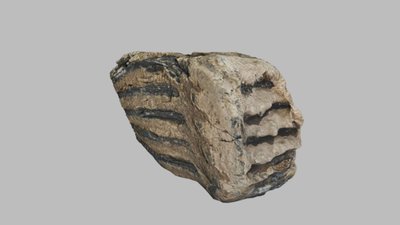 Біля кордону з Білоруссю українські військові окопалися так, що знаходять рештки мамонтів (ФОТО)