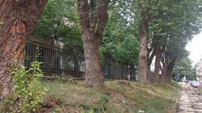 На львівській вулиці зріжуть десять аварійних дерев