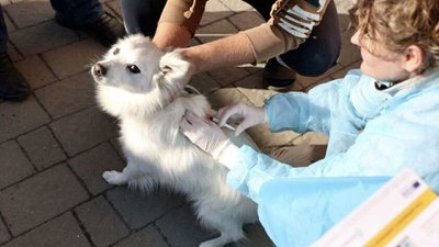 У Львові безкоштовно вакцинуватимуть домашніх улюбленців