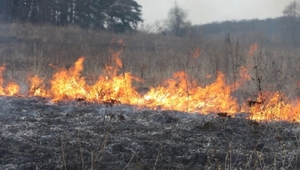 На Львівщині протягом доби зафіксували 16 випадків підпалів сухої трави та торфовища