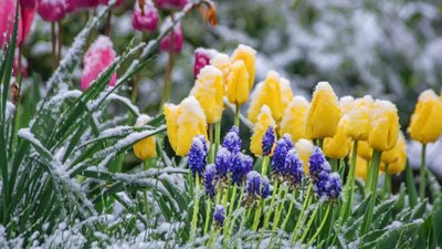 У Львівській області синоптики прогнозують заморозки