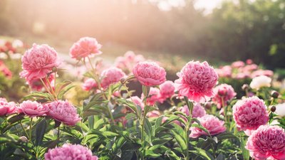 Якою буде погода у Львові та області завтра, 29 червня