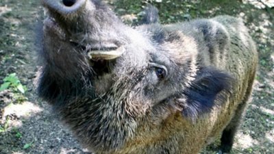 У мисливських угіддях зафіксовано нові спалахи африканської чуми свиней (АЧС)