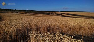 На Львівщині пожежею знищено декілька гектарів пшеничних полів