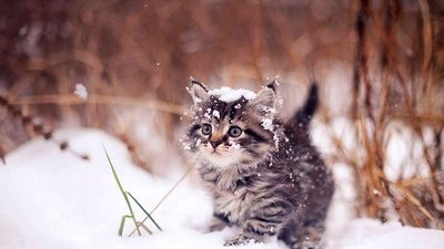 Якою буде погода у Львові та області завтра, 6 січня