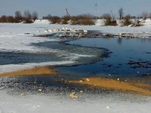 На Самбірщині рятувальники врятували лебедів (фото)