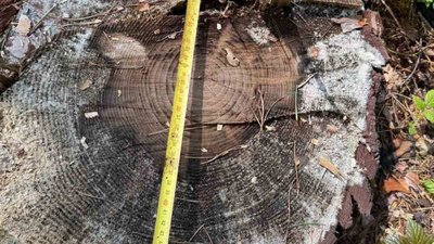 На Львівщині виявили незаконну рубку дерев на майже 2 млн грн