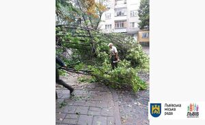 У Львові впало дерево