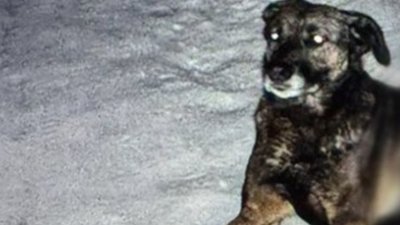 Увага! Поліція Львівщини розшукує вбивцю тварини