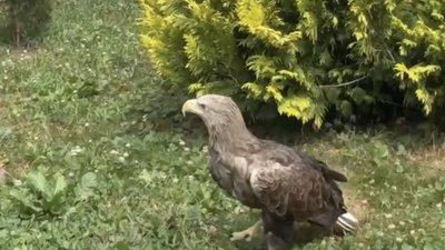 У місті на Львівщині помітили орла (ВІДЕО)