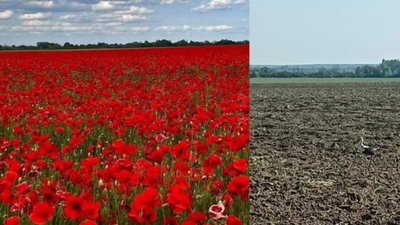 На Львівщині фермер переорав макове поле на якому масово фотографувалися люди