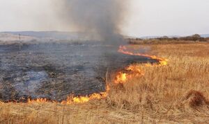 На Львівщині, за минулу добу, 29 разів горіла суха трава