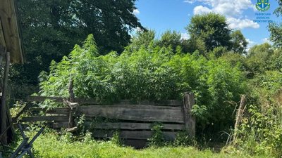 Вирощував коноплі, продавав канабіс: На Львівщині затримали наркодилера