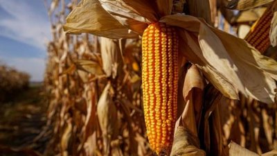 Поліція Львівщини знайшла чоловіка, який побив жінку, звинувативши її в крадіжці кукурудзи