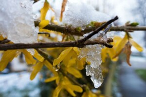 Перший день зими прийде в Україну зі снігом та сильним вітром