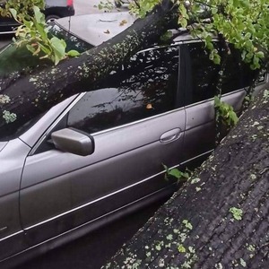 У Львові на автомобіль «BMW» впало дерево (ФОТО)