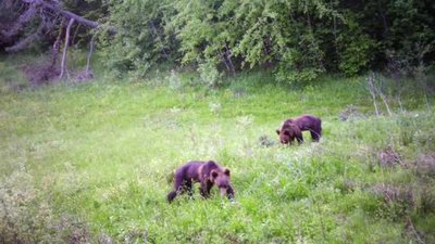 Прикордонники на Львівщині показали кадри диків звірів, яких зафіксували фотопастки (ФОТО)