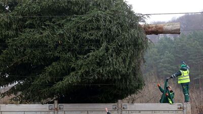 До Львова привезли Різдвяну ялинку (ФОТО, ВІДЕО)