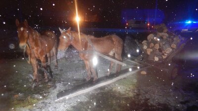 На Львівщині у ДТП з гужовим транспортом постраждало троє людей (ФОТО)