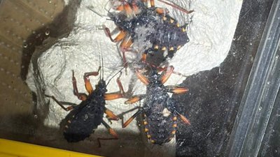 На львівській митниці виявили партію екзотичних тварин (ФОТО)
