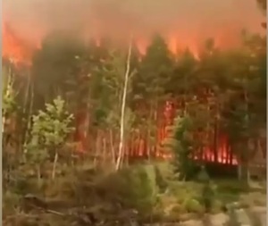 Загорівся один із найбільших заповідників України (відео)