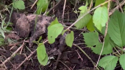 У Тернополі біля пляжу невідомі закопали живцем цуценят (ВІДЕО)