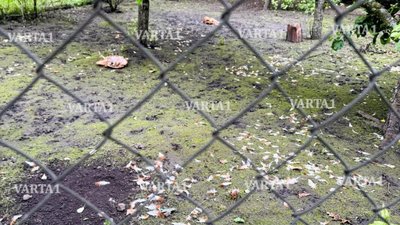 У селі біля Львова господарка втратила поголів’я птиці через напад невідомої тварини (ФОТО)