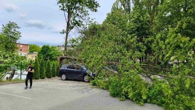 У Львові з території дитсадка на автомобіль впало дерево