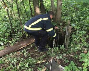 На Львівщині рятувальники врятували собаку