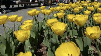 Топ-6 тюльпанових локацій у Львові, які варто побачити (ФОТО)