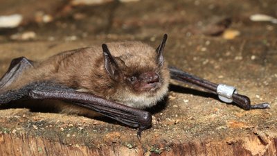 У Львові 50 врятованих кажанів випустять на волю