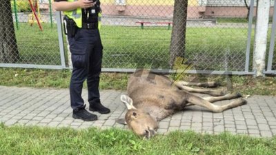 У Львові лось врізався у паркан дитсадка