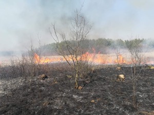 У Львівській області за добу 29 разів горіла суха трава (фото)