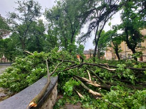 Львів’ян просять не залишатися осторонь, а допомогти комунальникам усунути наслідки буревію