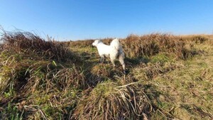 Зниклого на озері посадовця Луцькради шукають львівські волонтери кінологи (фото)