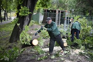 У Львові вчорашній вітер повалив 8 дерев (ФОТО, ВІДЕО)