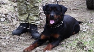 Собака, яку подарував відомий політик, затримала контрабандиста (ФОТО)